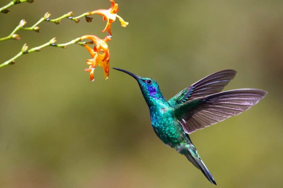 costa rica hummingbird