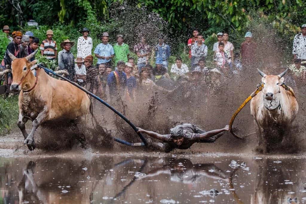 indonesia cow racing festival
